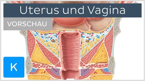 fotze groß|10 verschiedene Vulva.